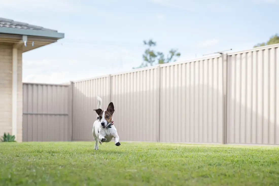 Pet Fences