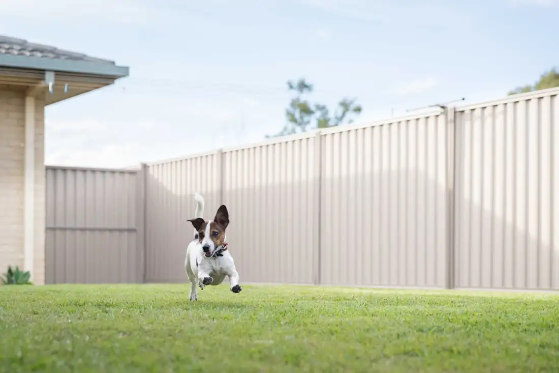 Small terrier standing in a fenced backyard